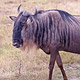 Blue Wildebeest