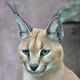 Caracal