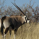 Gemsbok