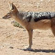 Jackal