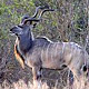 Kudu