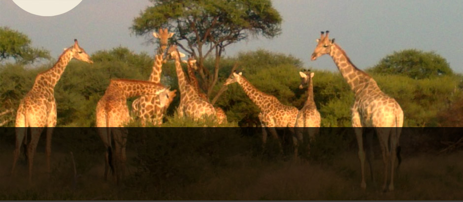 Koringkoppie Safaris: Limpopo Province, South Africa